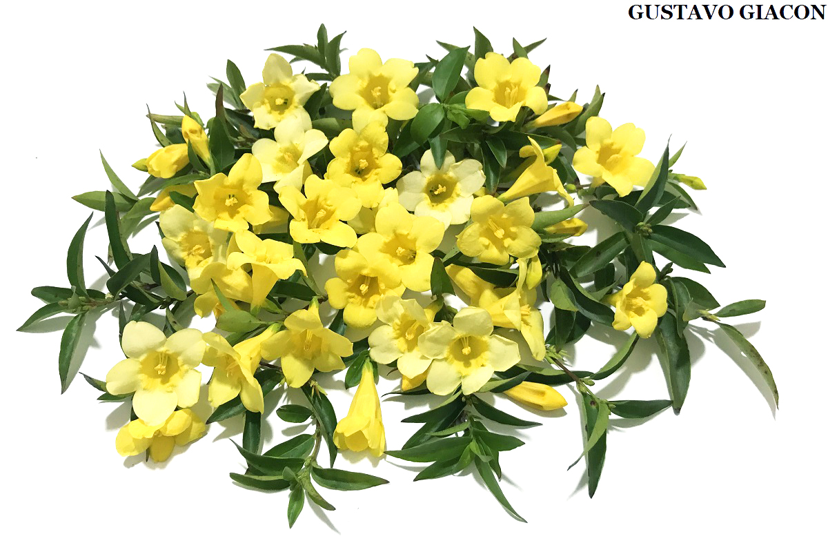 Viveiro Ciprest - Plantas Nativas e Exóticas: Jasmim Carolina ( Gelsemium  sempervirens )