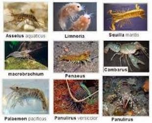 Penjelasan Ciri Klasifikasi dan Peranan Arthropoda  