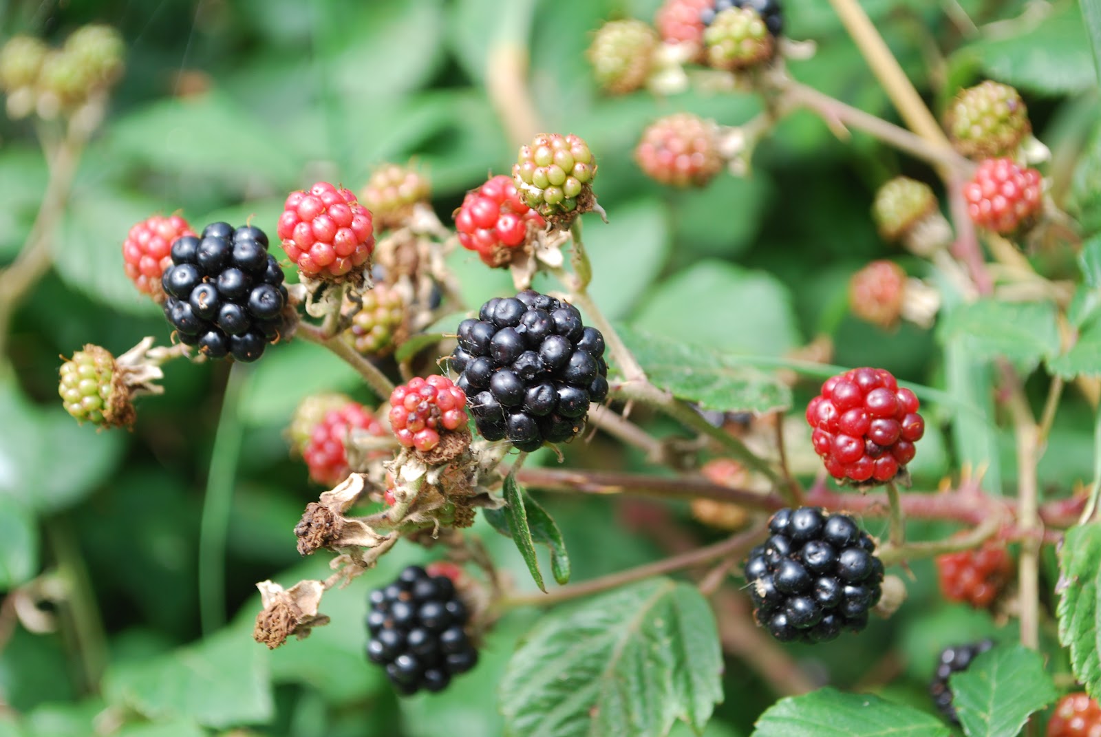 Contemplating Change First Blackberries