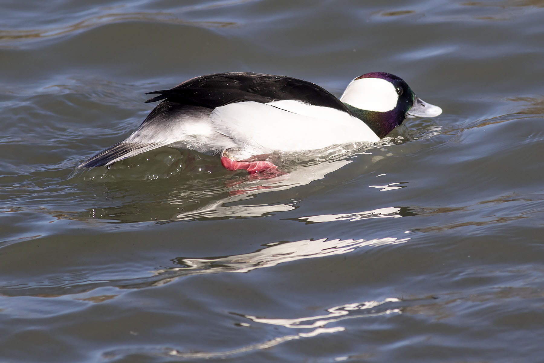 Ann Brokelman Photography in the Wild Bufflehead Ducks