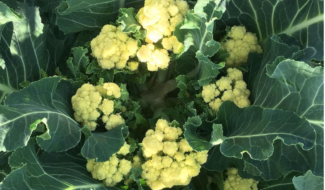 The latest dirt from my garden Nine Star Perennial Broccoli