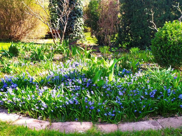 scilla siberica