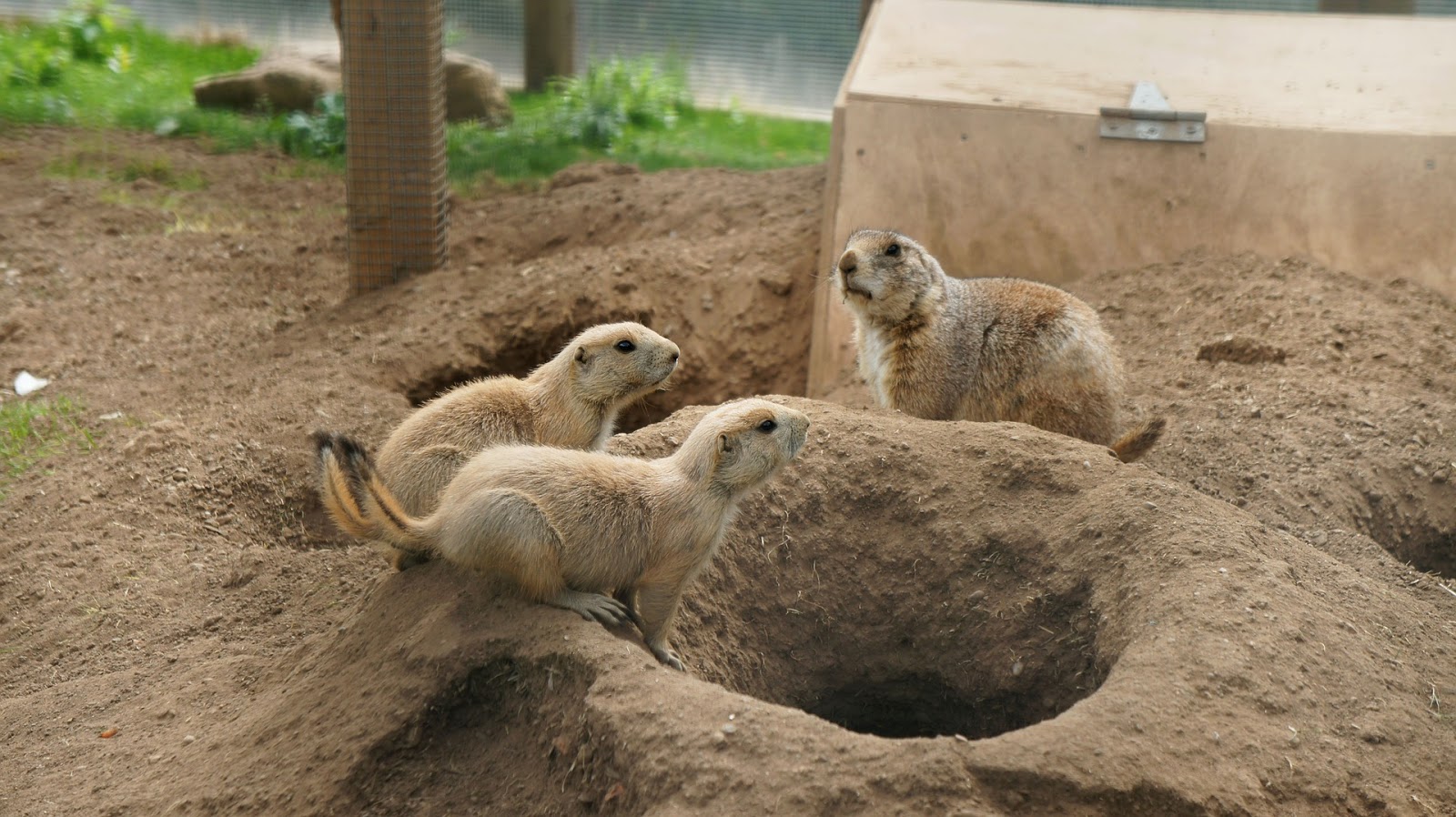 Prairie Dog Burrow
