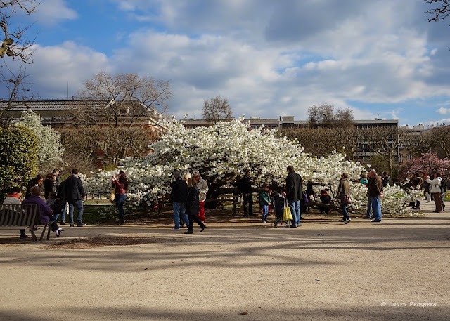 cerisier en fleur au jardin des plantes, paris © Laura Prospero