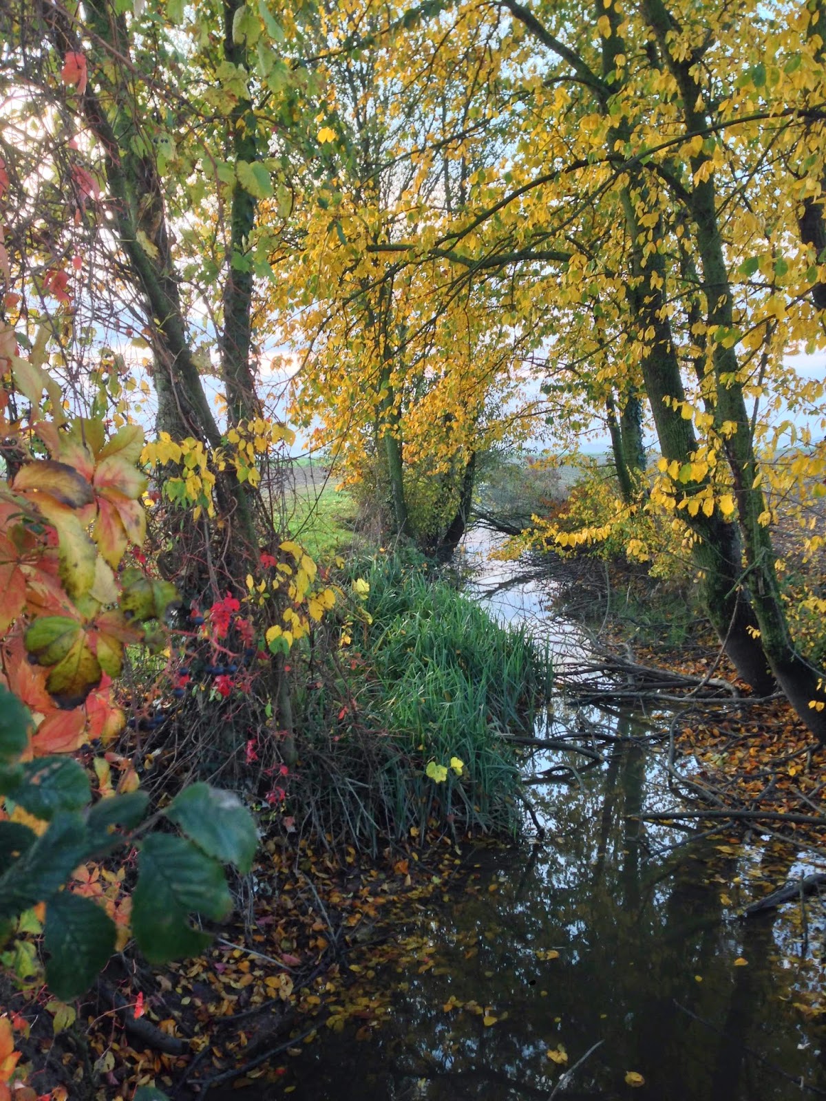 FerMala AUTUNNO son tornate a fiorire le rose.