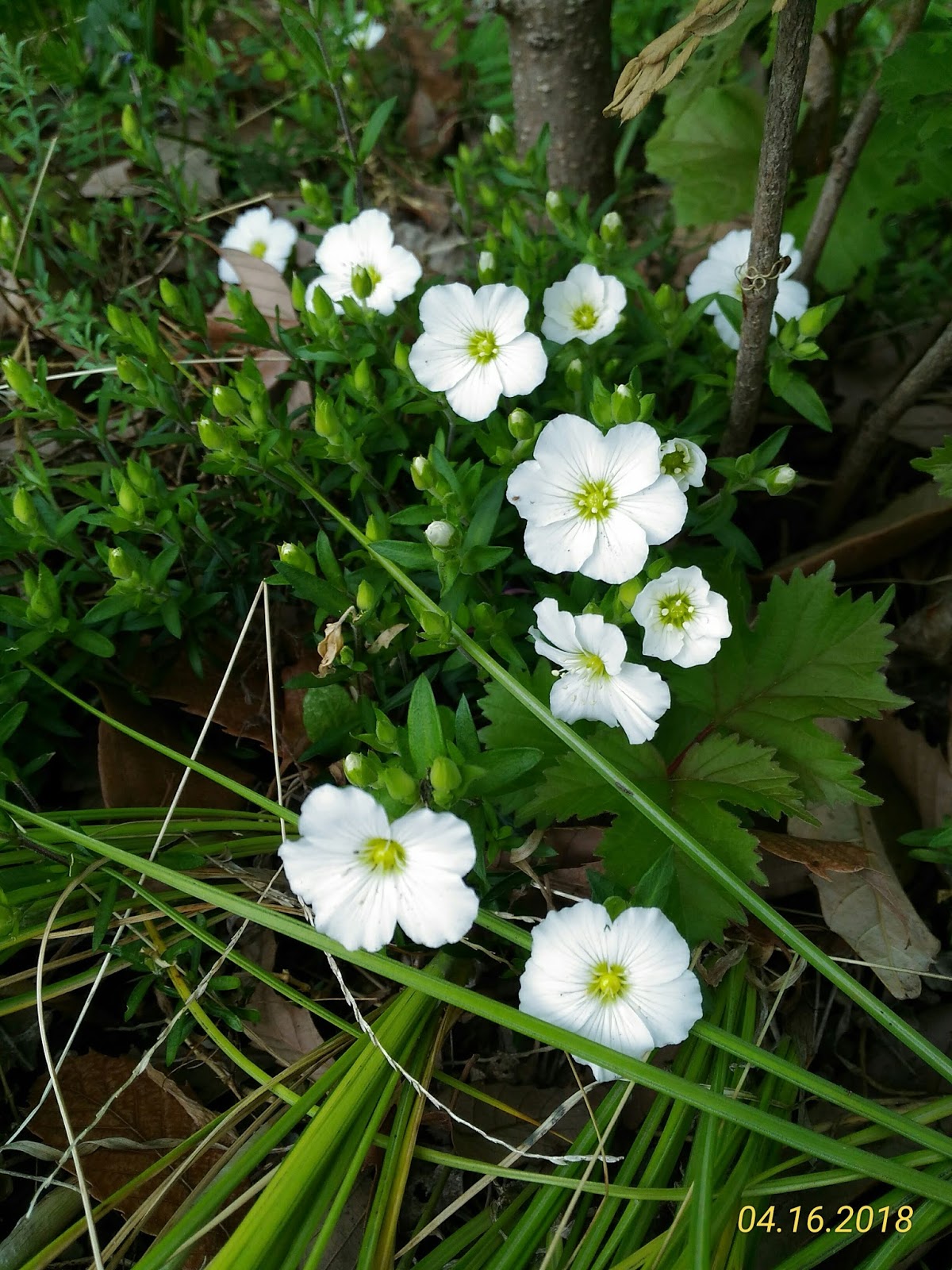 わが家の庭から 138 春の白い花 コデマリとアレナリア モンタナ