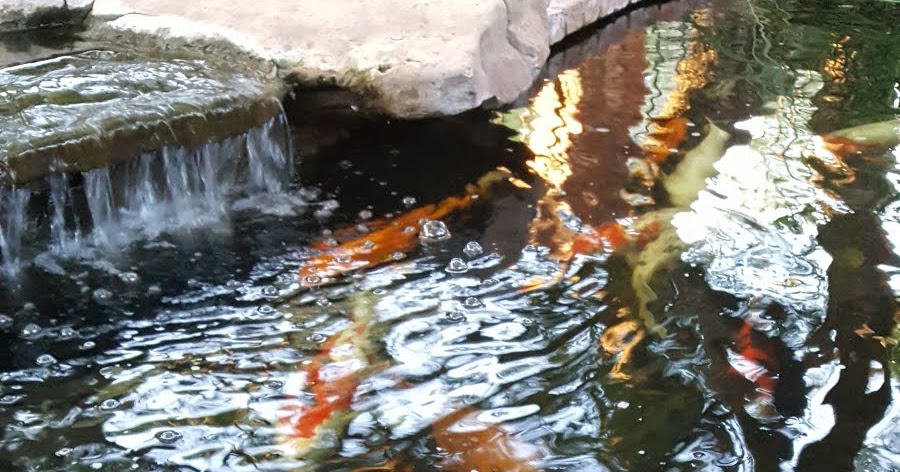koi-pond-maintenance-orange-county-ca-2.jpg