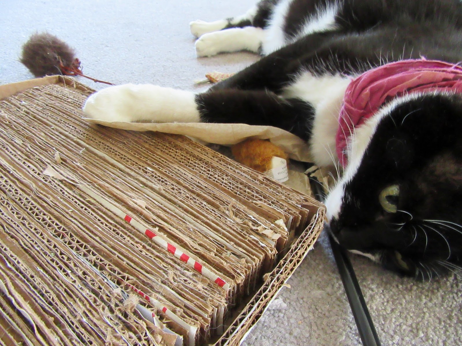 BLD in MT Living a Simple Life in This Interconnected World The DIY Cat Scratching Pad