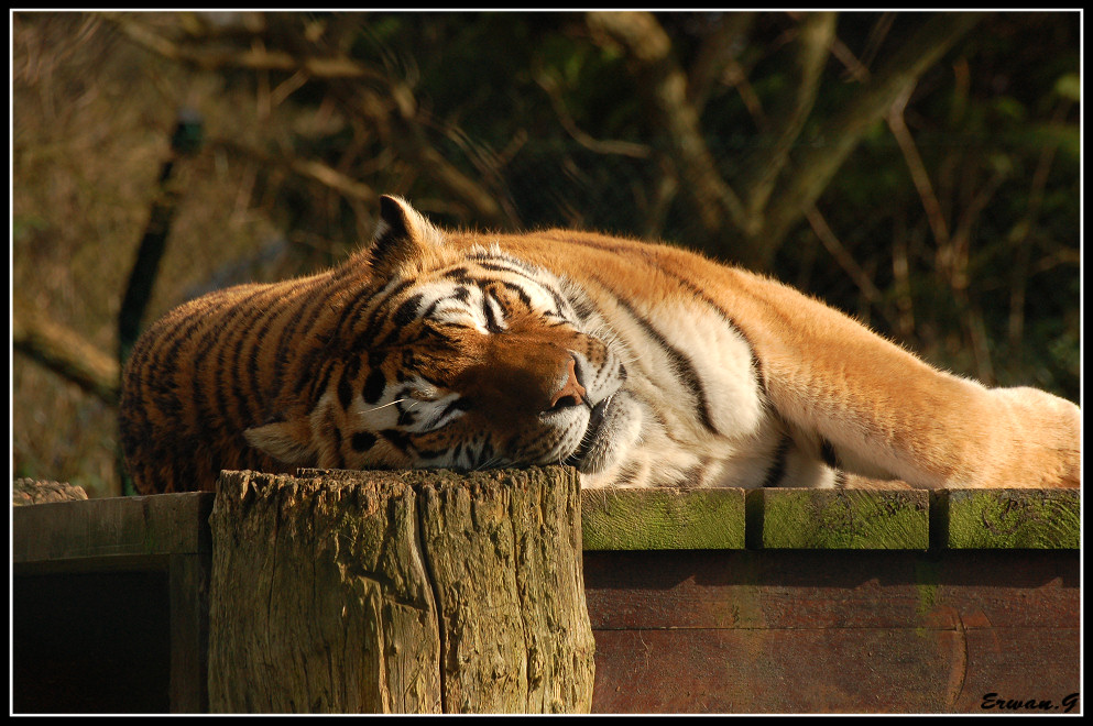 Kianda Zaret: Tres tristes tigres