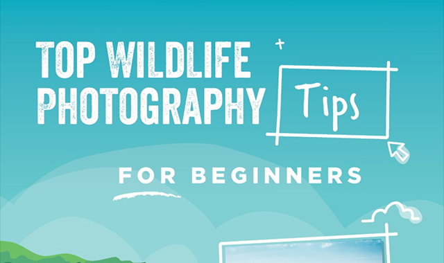 Top wildlife photography tips for Beginners 