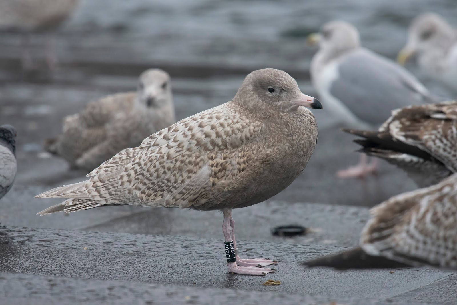 Bert's Bird Blog Glaucous Gulls in Bergen