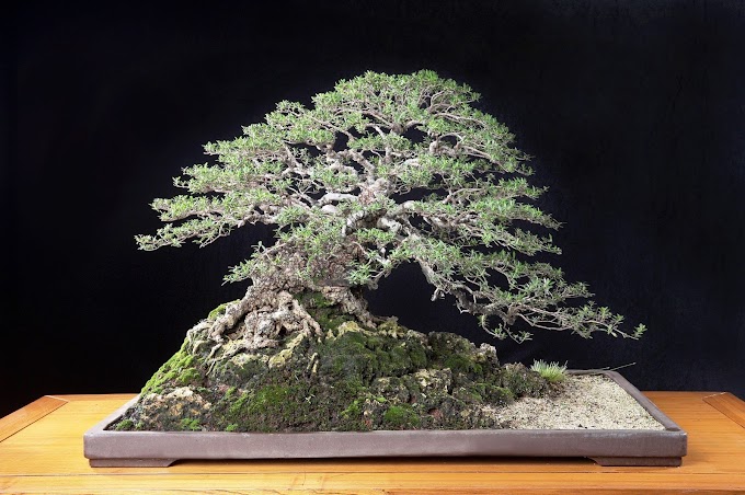 Cara Pembuatan Bonsai Santigi