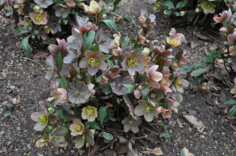 COHorts Helleborus for Colorado