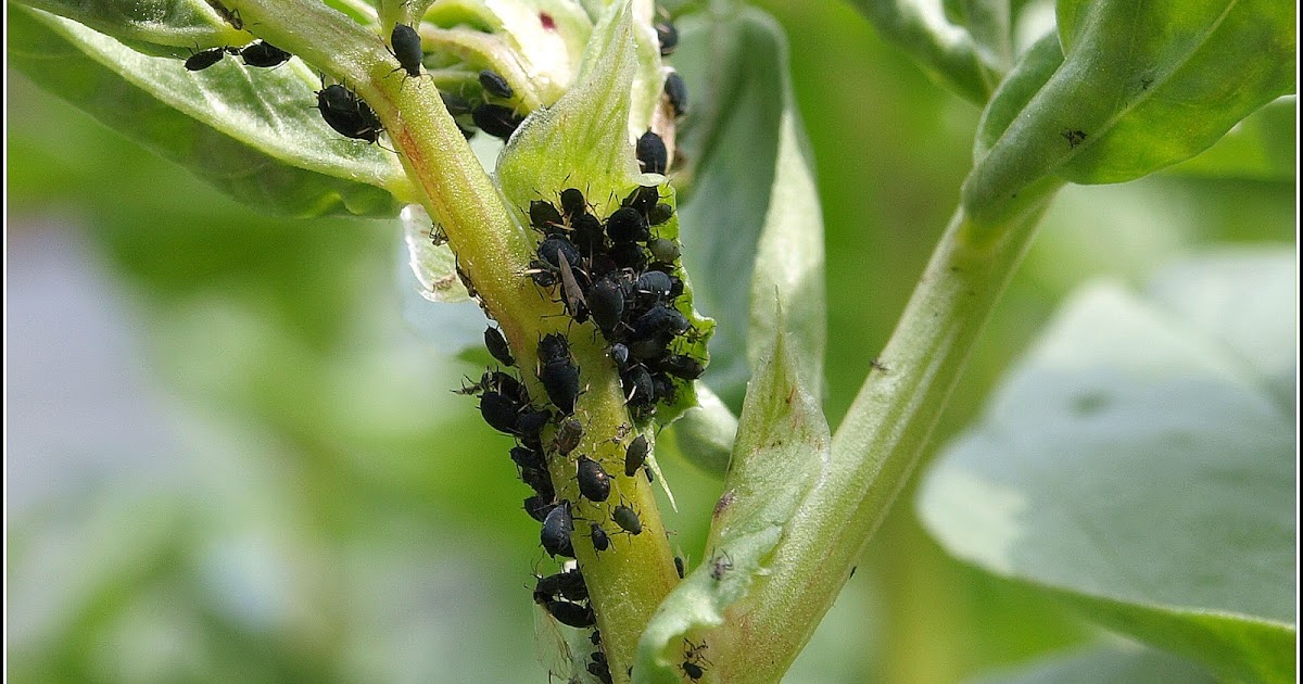 Mark's Veg Plot Broad Beans battling the Blackfly
