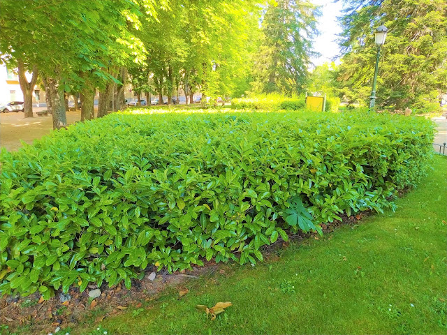 Lauroceraso o laurel cerezo (Prunus laurocerasus L.).