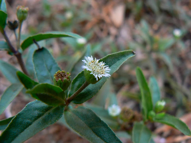 කීකිරිඳිය ( Ecilpa Prostrata) [Kikiridiya]