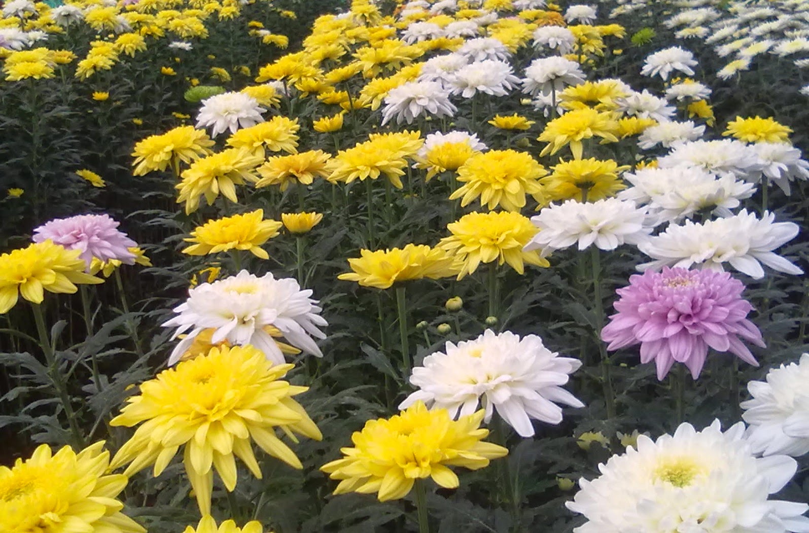 Garden Of Natures Planting and cultivating way Chrysanthemum and Benefits