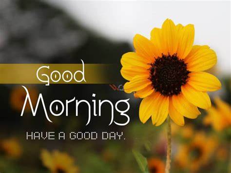 Top 50 Good Morning Messages for Colleagues with Image - WishesHippo