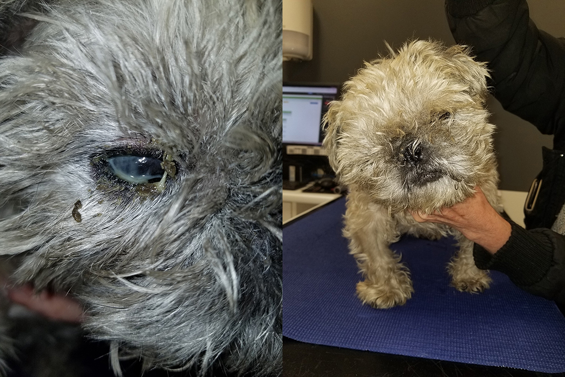 Is There A Cure For Vestibular Disease In Dogs