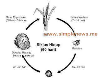 Daur hidup siput www.simplenews.me