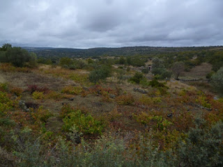 Viñedos