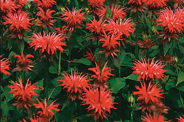 Top 10 Red Flowers that Attract Hummingbirds