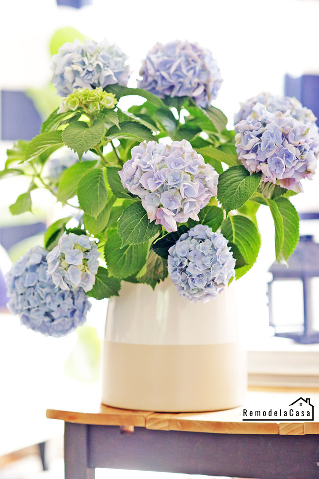 Flower Talk Hydrangea The Marvelous Mophead