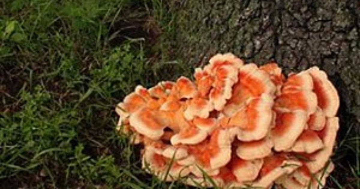 Oyster mushroom spawn ireland Organic mushroom spawn Biobritte