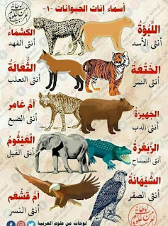 أحلي بوستات مزخرفة للفيس أحلي بوستات مزخرفة للفيس