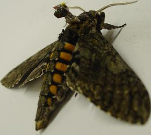 RoboRoach - electrically controlled cockroaches