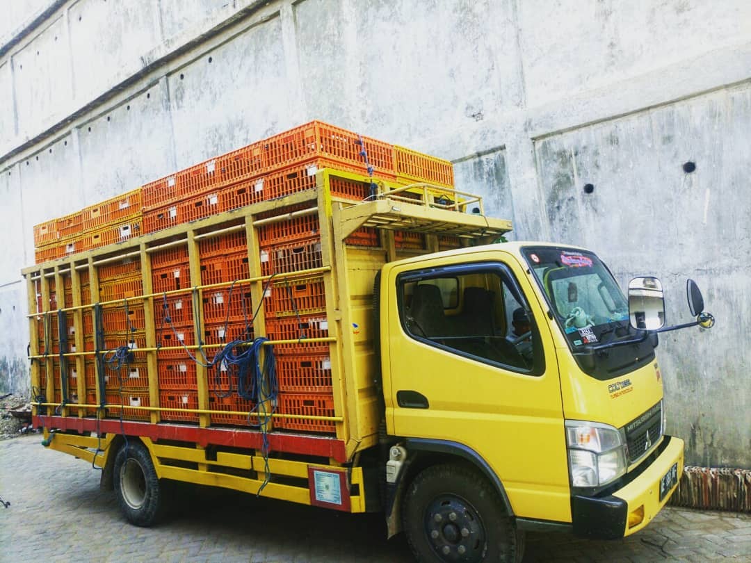 CV.SAHABAT TERNAK KEDIRI seputar harga bebek/itik siap