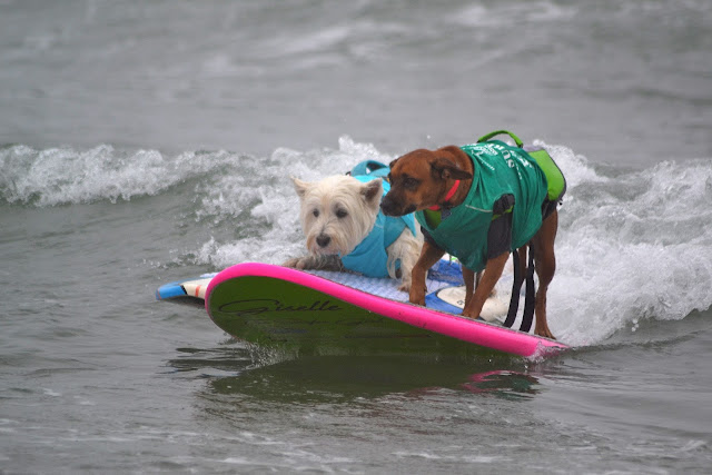 Helen Woodward Animal Center's 15th Annual Surf Dog Surf-A-Thon Goes Global to Help Orphan Pets