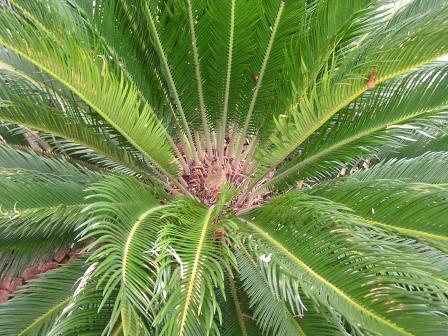 Xtremehorticulture of the Desert: Sago Palms Growing Different in Same Yard