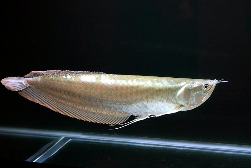 Mari Mengenal Jenis Jenis Ikan Arwana jpg (800x534)