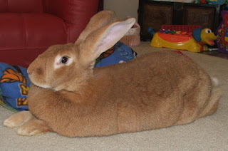 giant rabbit