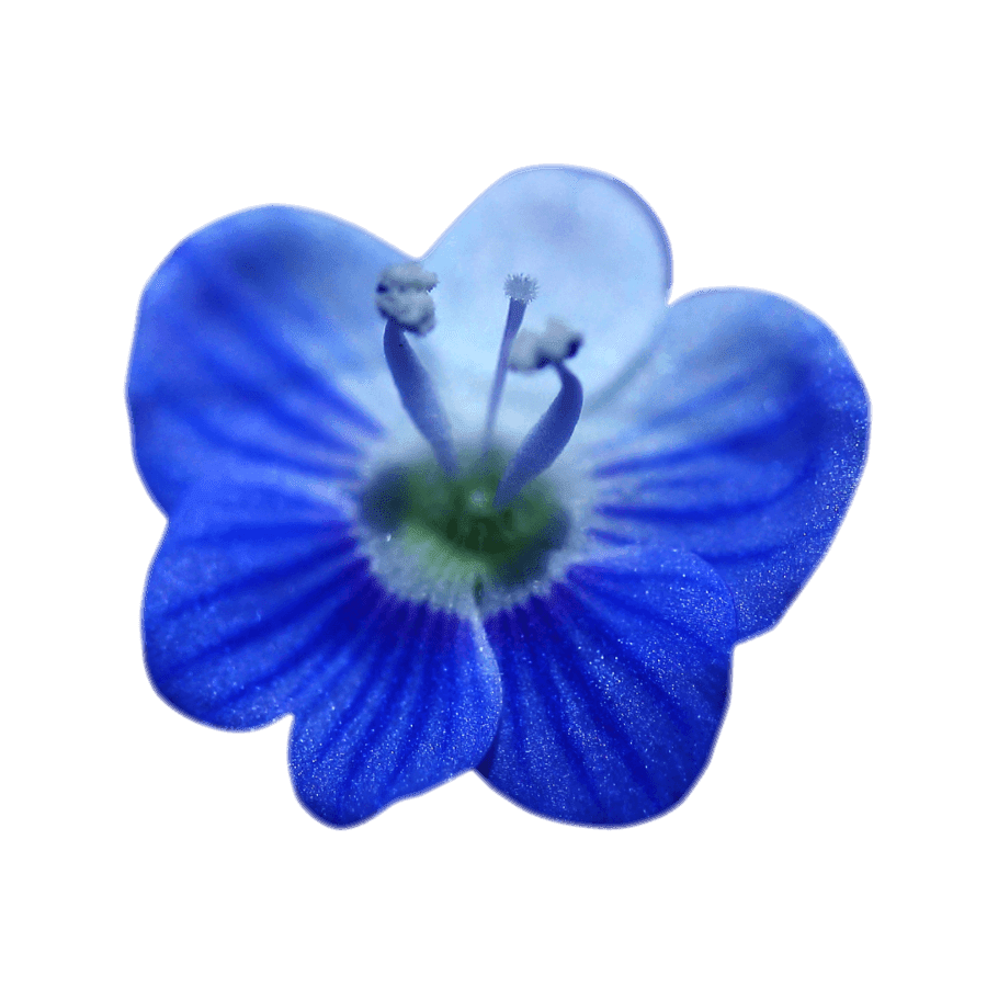 Persian speedwell Flower