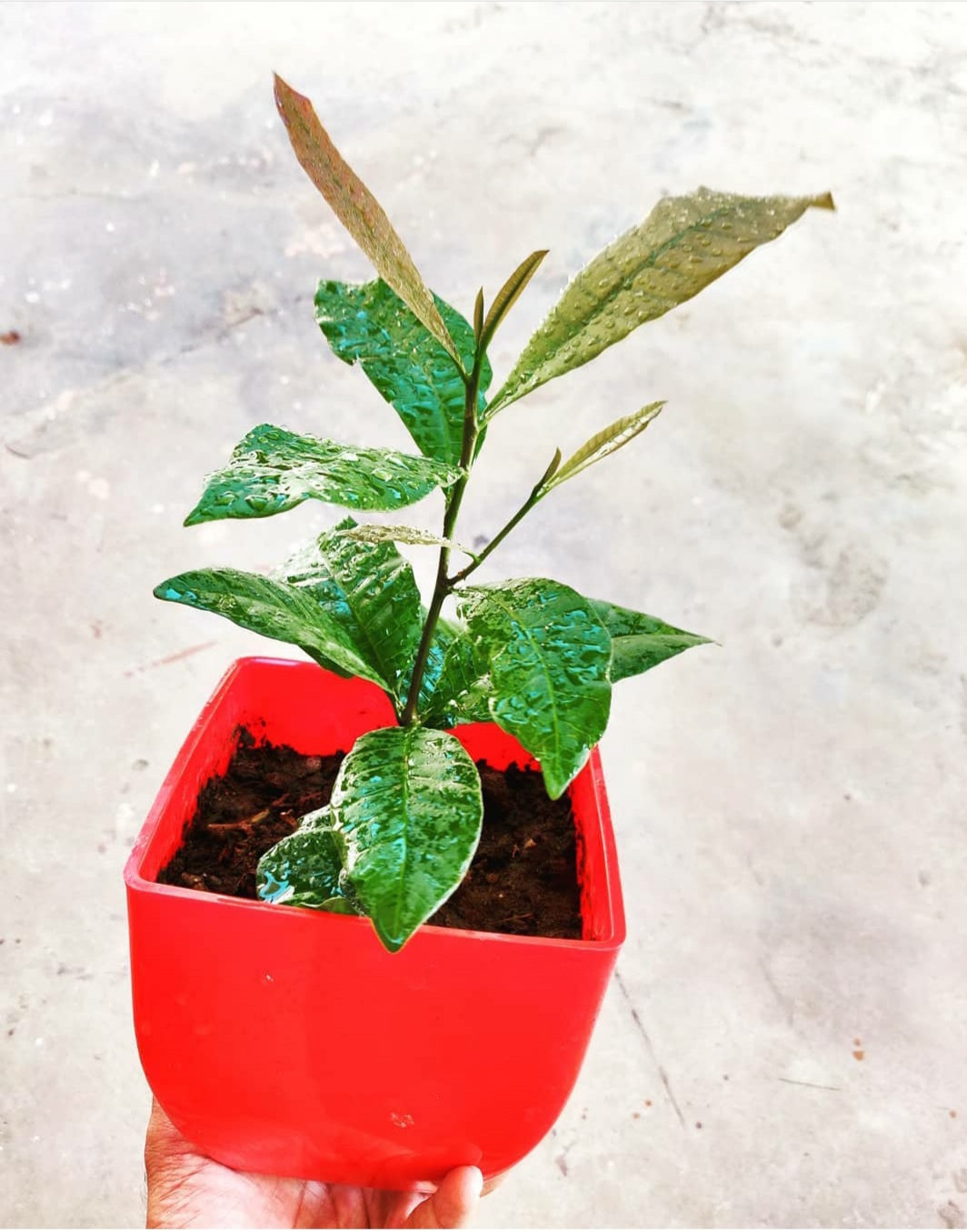 How to grow Cashew at home