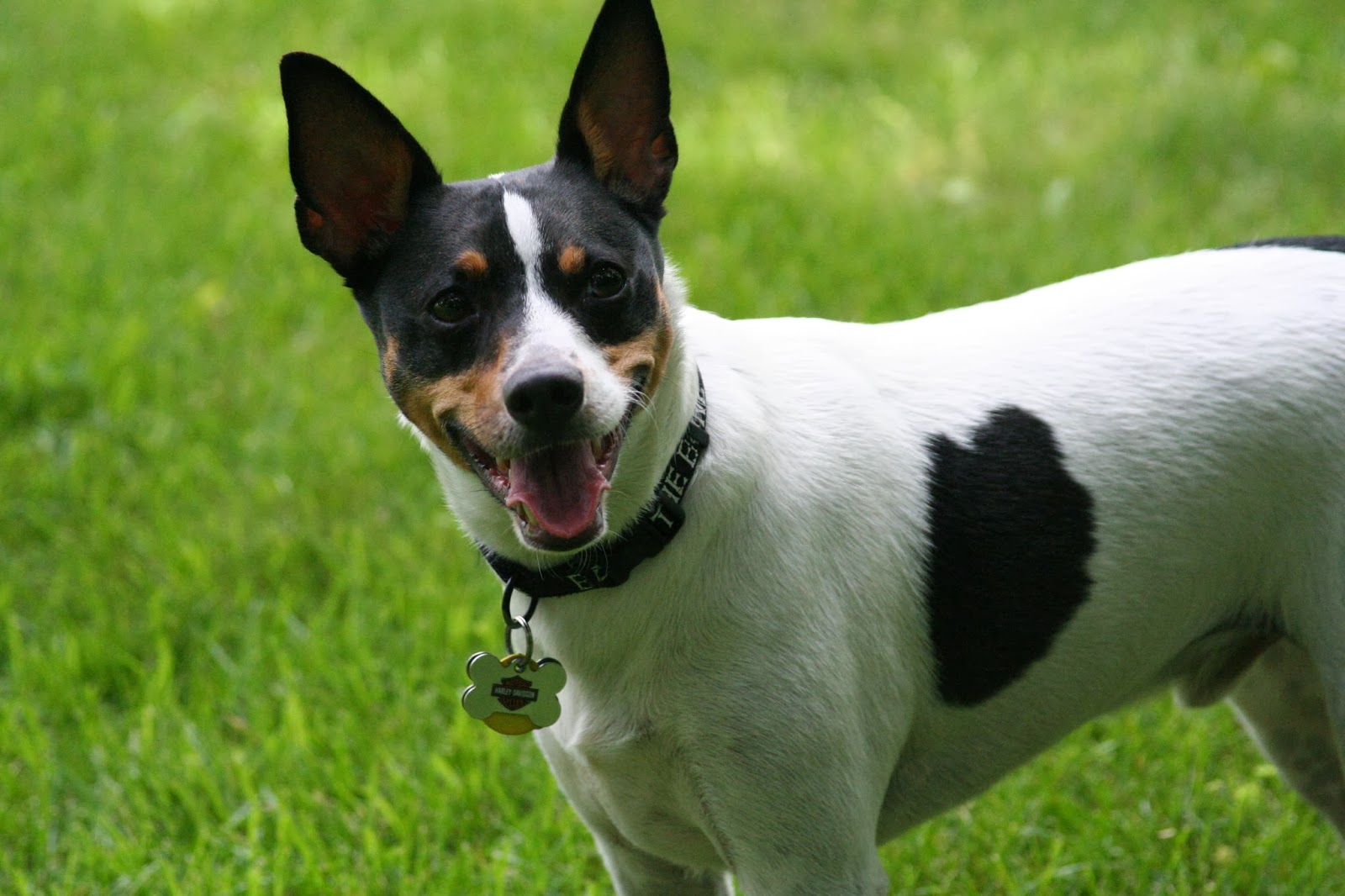 Jack Rat Terrier hybrid dog mix of Jack Russell Terrier and Rat Terrier