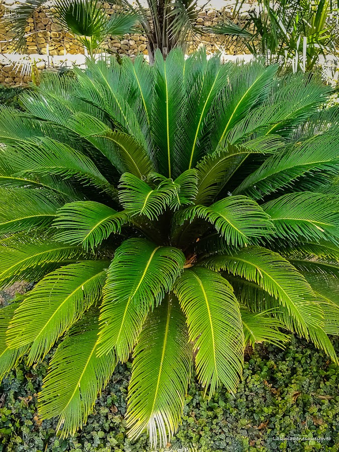 Estufa Fría del parque Juan Carlos I