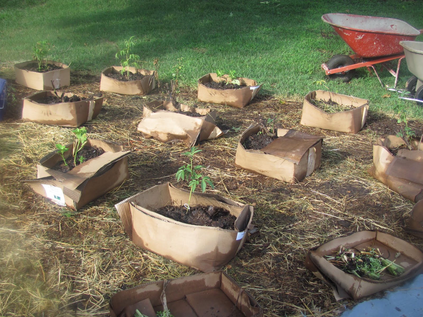 Cardboard Planting Method