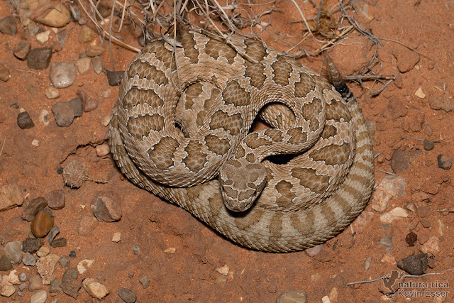 Crotalus oreganus - Western Rattlesnake