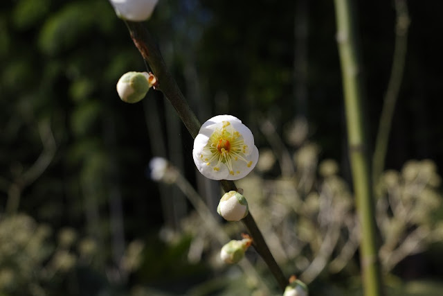庭の片隅に植えられた若木にひっそりと咲く白梅 庭の片隅に植えられた若木にひっそりと咲く白梅