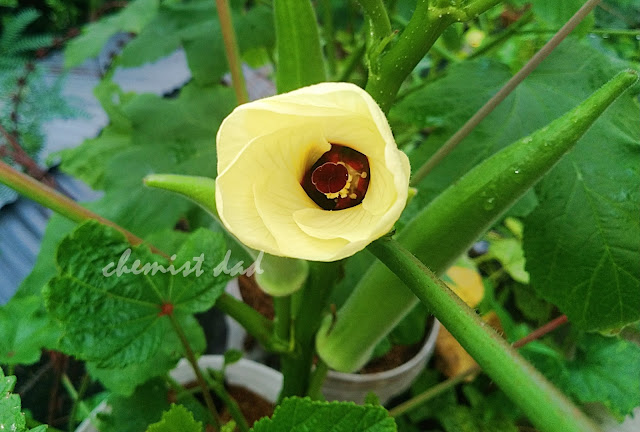 tips on urban gardening,urban gardening,urban planting,okra, how to grow okra in pots, how to grow okra,home and living,home garden, vegetable garden,gardening,