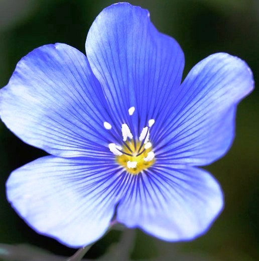 National Flower of Belarus