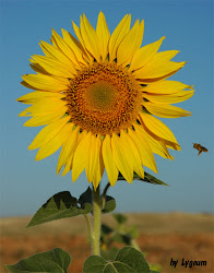 girasol flor sol girasoles flores plantas tipos renovables te como gira plantae imagen whitney cabral palabras nombre sin energies ejemplo