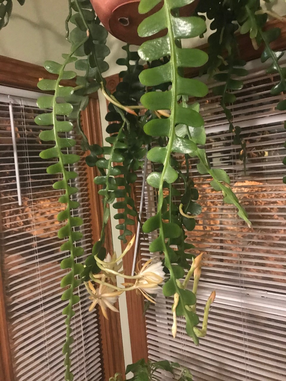 COHorts Ric Rac Orchid Cactus (Epiphyllum anguliger) by Irene Shonle