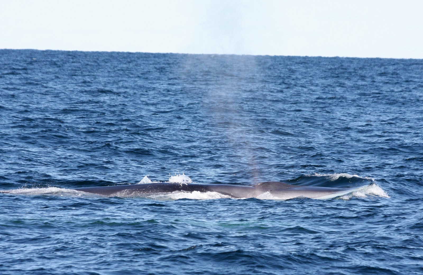 Blue Ocean Society's Whale Sightings: October 2011