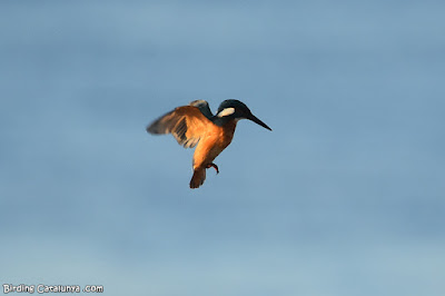 Blauet (Alcedo atthis)