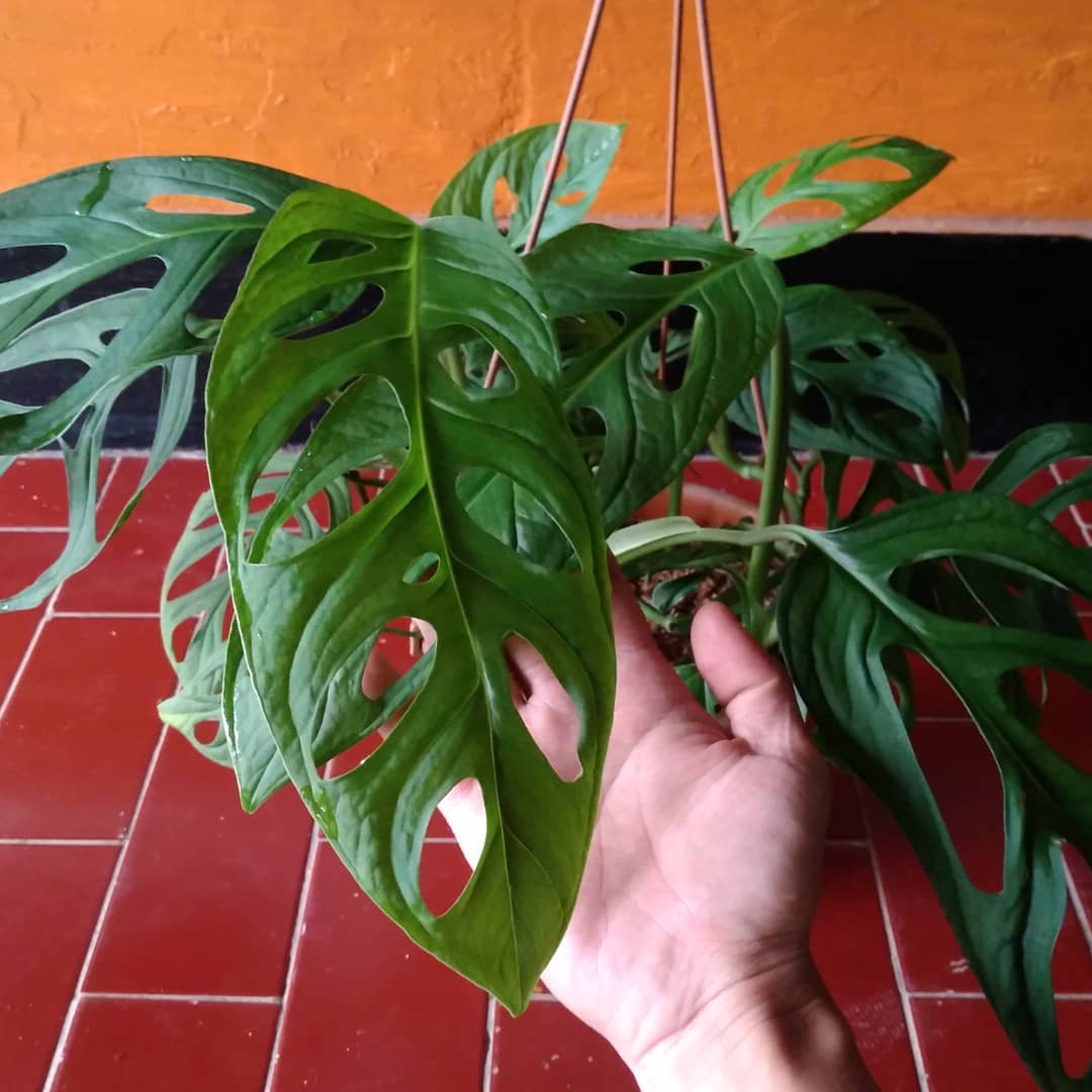 Gambar dan Fakta Janda Bolong Tanaman Hias Bisa Bikin Kaya - AlhidaMart