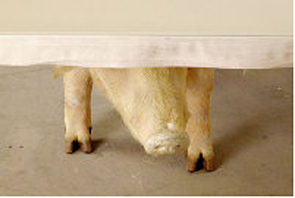 table with stuffed pig as base